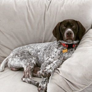 Meet your Posher, Dan